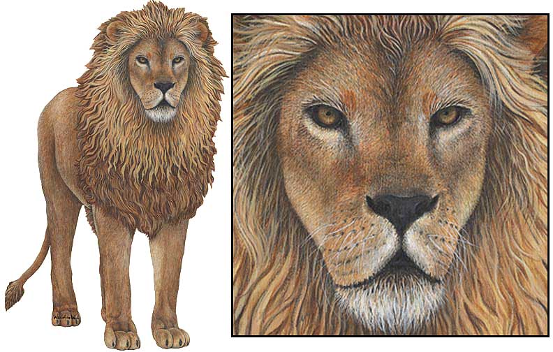 WTW420 Lion Wall Decal