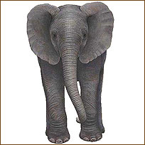 WTW430 Baby Elephant Wall Decal