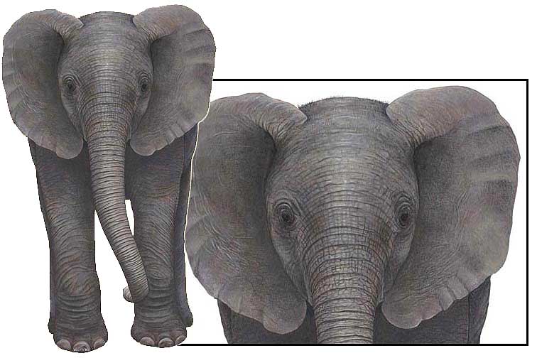 WTW430 Baby Elephant Wall Decal