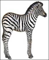 WTW440 Baby Zebra Wall Decal