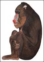 WTW460 Baboon Wall Decal