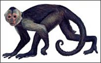 WTW470 Capuchin Wall Decal