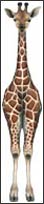 WTW480 Baby Giraffe Wall Decal