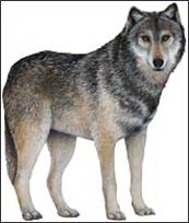 WTW560 Wolf Wall Decal