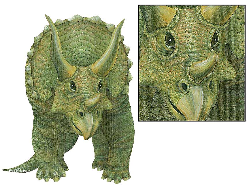 WTW610 Triceratops Wall Decal (Small)