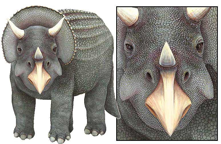 WTW630 Triceratops Wall Decal (Large)