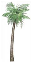WTW645 Palm Tree Wall Decal (Large)