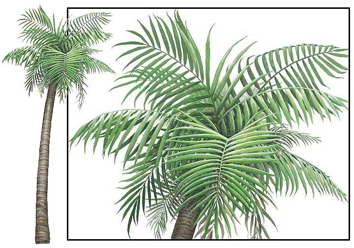 WTW645 Palm Tree Wall Decal (Large)