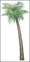 WTW646 Palm Tree Wall Decal (Small)