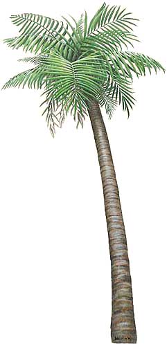 WTW646 Palm Tree Wall Decal (Small)