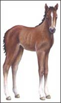 WTW650 Foal Wall Decal