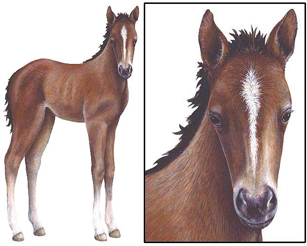 WTW650 Foal Wall Decal