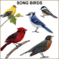 WTWSONGBIRDS Songbird Wall Decals