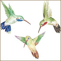 WA12100 Hummingbirds Wallies WallPaper Cutouts