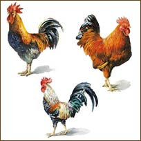 WA12205 Painted Roosters Wallies WallPaper Cutouts