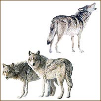 WA12513 Wolves Wallies WallPaper Cutouts