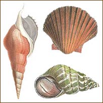 WA12519 Sea Shells Wallies WallPaper Cutouts