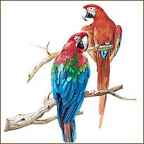 WA13475 Parrots Wallies WallPaper Mural